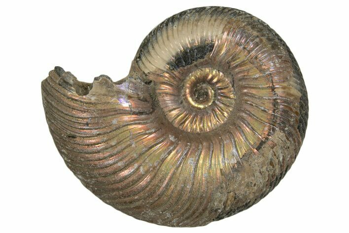 Iridescent, Pyritized Ammonite (Quenstedticeras) Fossil - Russia #337326